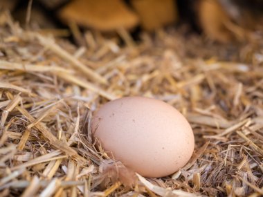 samandan bir yatak üzerinde yakın çekim kahverengi tavuk yumurta