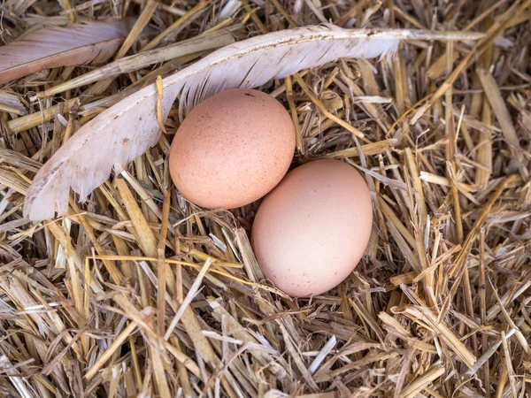 samandan bir yatak üzerinde yakın çekim kahverengi tavuk yumurta