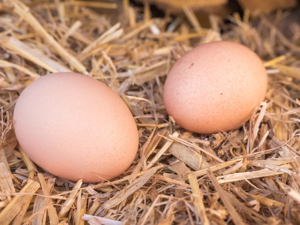 Huevos de pollo marrón de cerca en una cama de paja — Foto de Stock