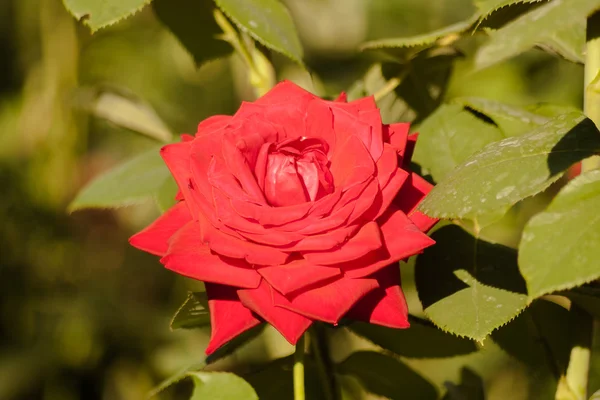 Rosas con pétalos rojos . — Foto de Stock