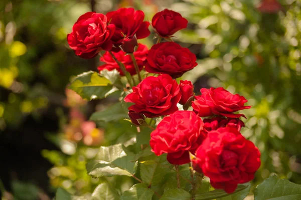 Rosas con pétalos rojos . — Foto de Stock