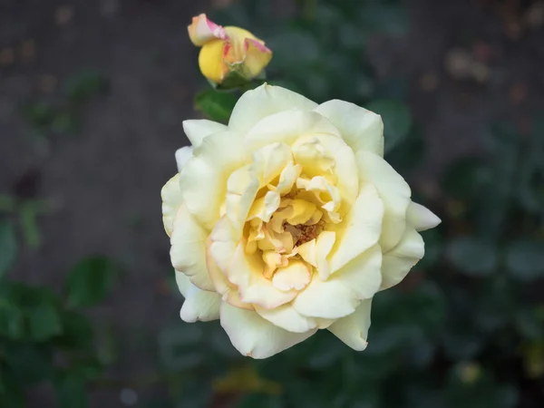 Rosas con pétalos amarillos . —  Fotos de Stock