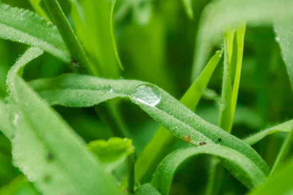 Краплі роси на листках трави — стокове фото