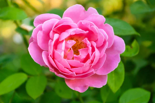 Rosas con pétalos rojos . — Foto de Stock