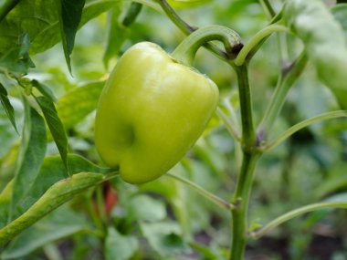 Bir dalda yeşil biber