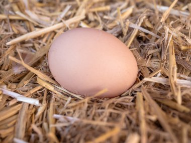 samandan bir yatak üzerinde yakın çekim kahverengi tavuk yumurta