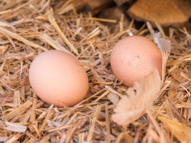samandan bir yatak üzerinde yakın çekim kahverengi tavuk yumurta