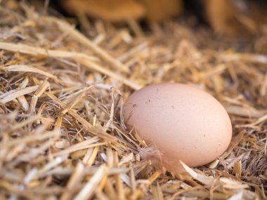 samandan bir yatak üzerinde yakın çekim kahverengi tavuk yumurta