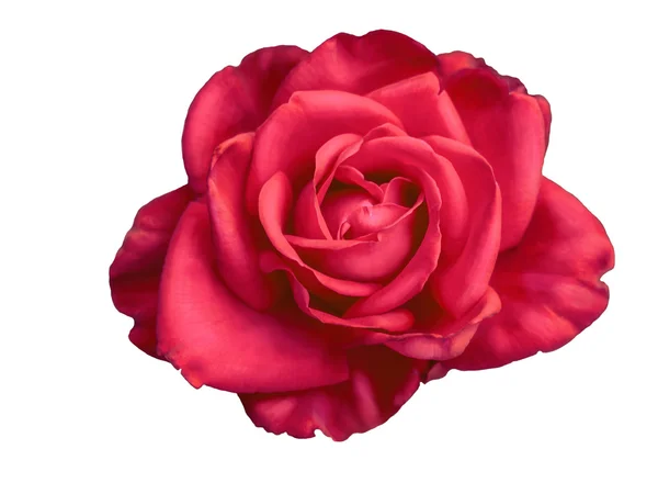 Piros rózsa bud elszigetelt — Stock Fotó