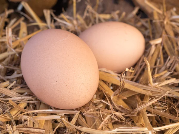 Huevos de pollo marrón de cerca en una cama de paja — Foto de Stock