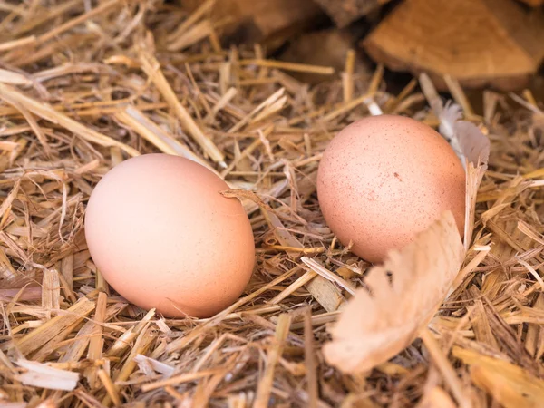 Huevos de pollo marrón de cerca en una cama de paja — Foto de Stock