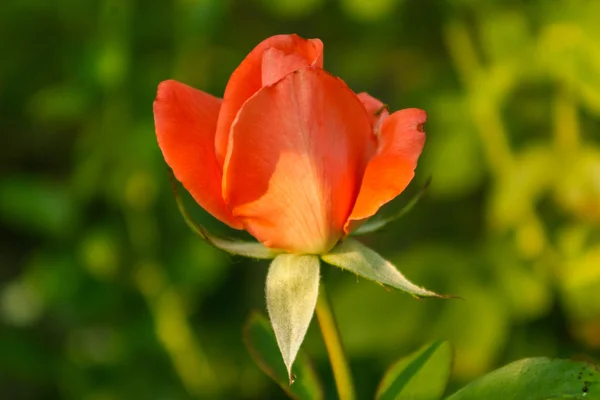 Rosas con pétalos rojos . — Foto de Stock