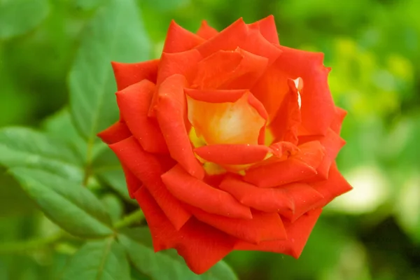 Розы с красными лепестками . — стоковое фото