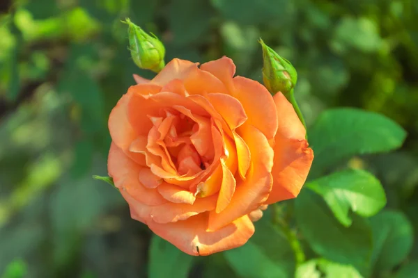 Rosas com pétalas vermelhas . — Fotografia de Stock