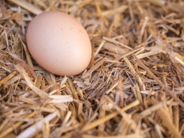 samandan bir yatak üzerinde yakın çekim kahverengi tavuk yumurta