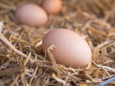 samandan bir yatak üzerinde yakın çekim kahverengi tavuk yumurta