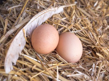 samandan bir yatak üzerinde yakın çekim kahverengi tavuk yumurta
