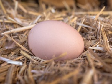 samandan bir yatak üzerinde yakın çekim kahverengi tavuk yumurta