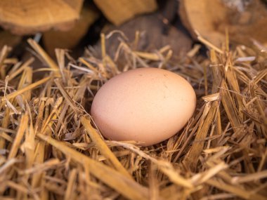 samandan bir yatak üzerinde yakın çekim kahverengi tavuk yumurta
