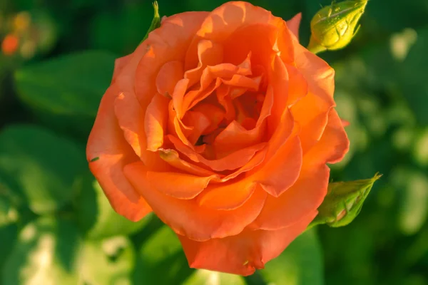 Rosas con pétalos rojos . — Foto de Stock