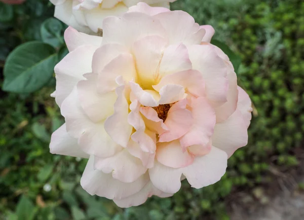 Rosas com pétalas rosa . — Fotografia de Stock