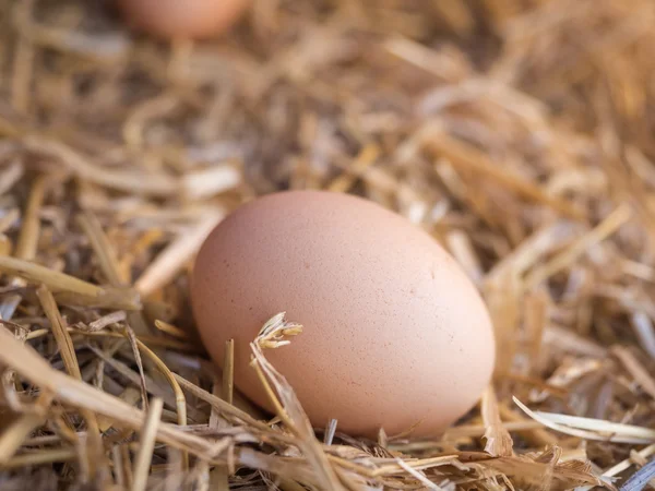 Huevos de pollo marrón de cerca en una cama de paja — Foto de Stock