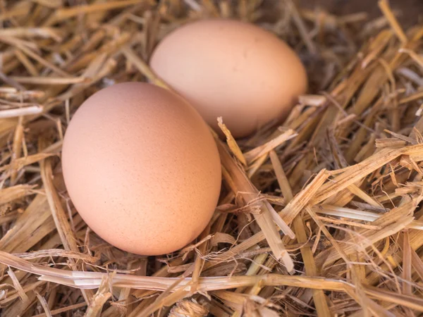 Huevos de pollo marrón de cerca en una cama de paja — Foto de Stock