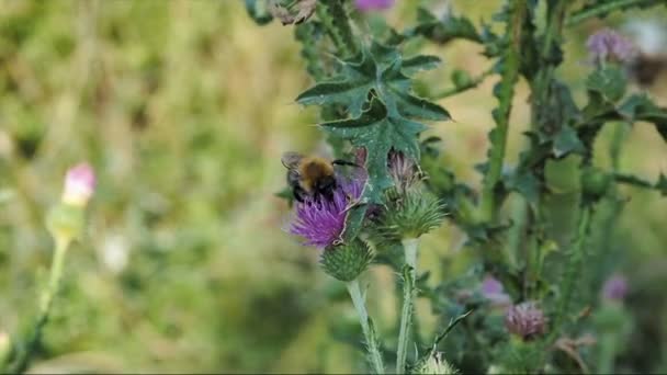 Humlan samlar pollen och nektar från blommor av tistlar — Stockvideo