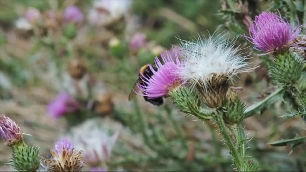 Humlan samlar pollen och nektar från blommor av tistlar — Stockvideo