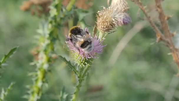 Bumble bee verzamelt stuifmeel en nectar uit bloemen van distels — Stockvideo