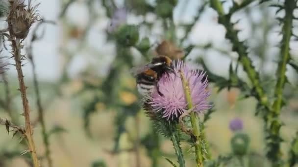 Abeja Bumble recoge polen y néctar de flores de cardos — Vídeo de stock