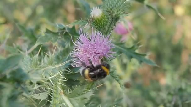 Bumble bee verzamelt stuifmeel en nectar uit bloemen van distels — Stockvideo