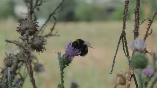 Bumble bee collects pollen and nectar from flowers of thistles — Stock Video