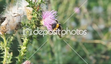 Bumble bee Deve dikeni çiçeklerden polen ve nektar toplar