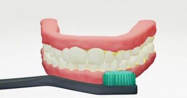 3D animasyon stilize edilmiş dişler, çene, ağız fırçalama dişler, sarı plaktan kurtulmak, zararlı bakteriler, tartar, bakteri gelişimi. Fırça uç azı dişlerinden ön kesici dişlere doğru hareket ediyor..