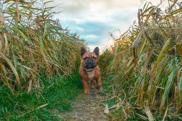 Francia Bulldog Sétál Úton Fűben Ősszel Délután — Stock Fotó