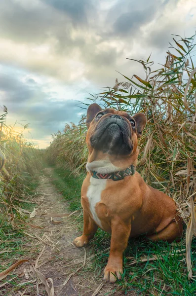 Francia Bulldog Sétál Úton Fűben Ősszel Délután — Stock Fotó