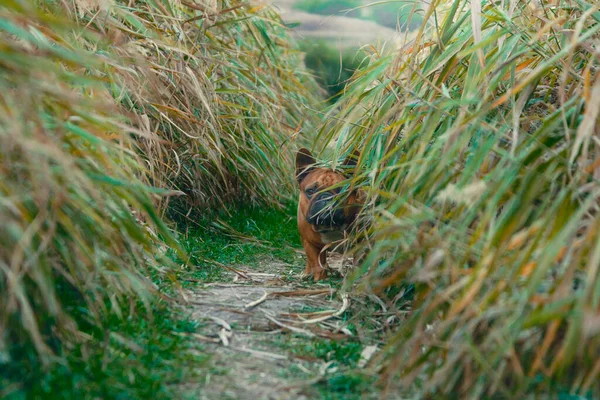 Bulldog Français Marchant Sur Sentier Dans Herbe Après Midi Automne — Photo