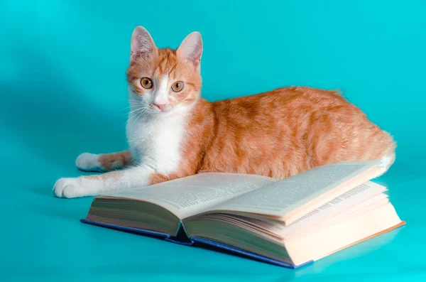 Червоний Кіт Книга Світлому Фоні Студійний Знімок — стокове фото