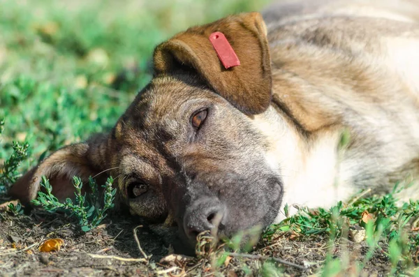 Bastaard Bruine Hond Rustend Het Gras Het Zonlicht — Stockfoto