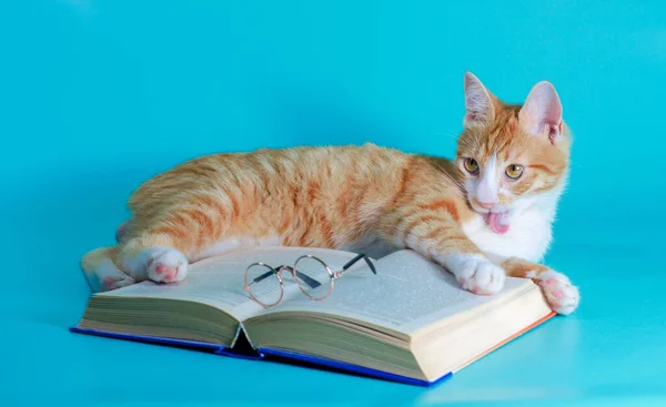 Rode Kat Wast Speelt Met Een Boek Bril Een Turquoise — Stockfoto