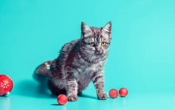 Vacances Sans Joie Chaton Mécontent Avec Des Boules Noël Sur — Photo