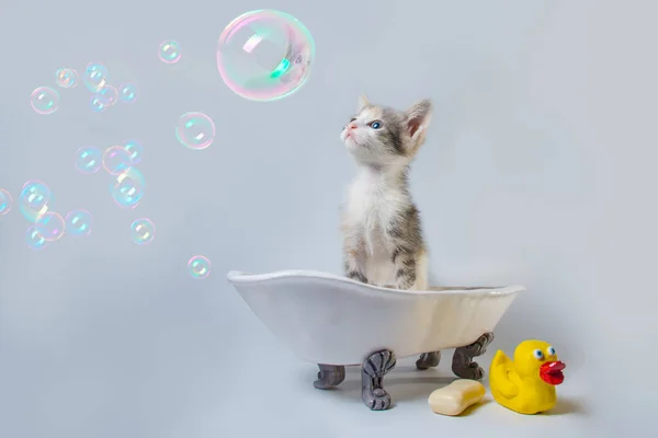 Tekir kedicik, bir kalıp sabun ve sarı plastik ördeğin yanındaki oyuncak küvetteki sabun baloncuklarına bakıyor.