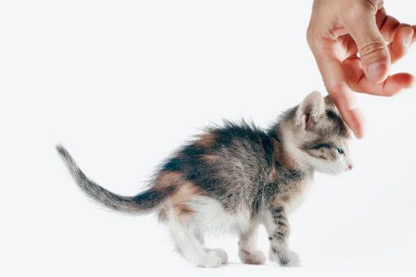 Sällskapsdjur Vård Mannens Hand Smeka Huvudet Liten Tricolor Kattunge — Stockfoto