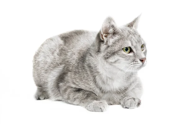 Volwassen Zilver Tabby Kat Geïsoleerd Witte Achtergrond — Stockfoto