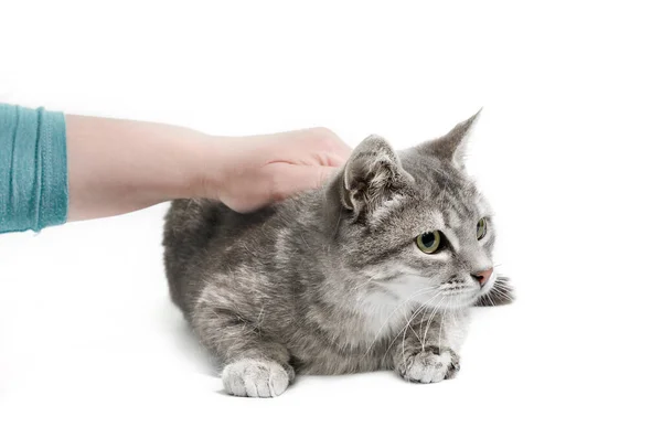 銀のタビーの大人の猫を撫でる女の手 — ストック写真