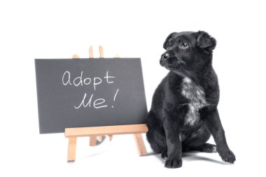 Tebeşir tahtasının yanındaki siyah köpek beni beyaz arka planda evlat edindi.