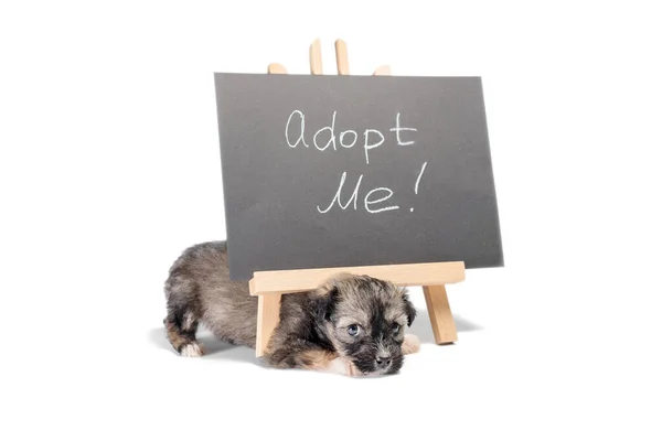 Pinto Puppy Chalk Board Inscription Adopt White Background — Stock Photo, Image