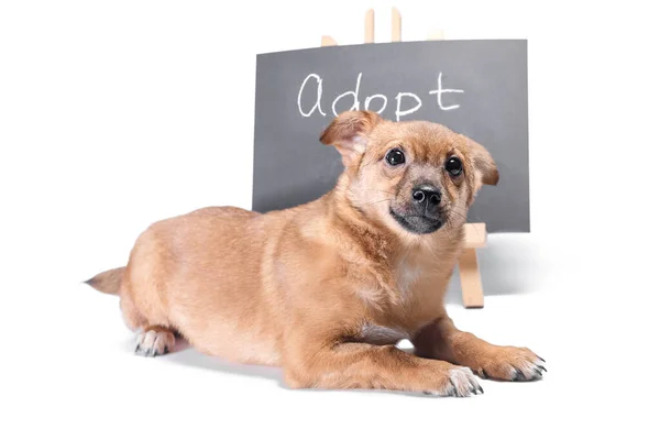 Red Puppy Chalk Board Inscription Adopt White Background — Stock Photo, Image