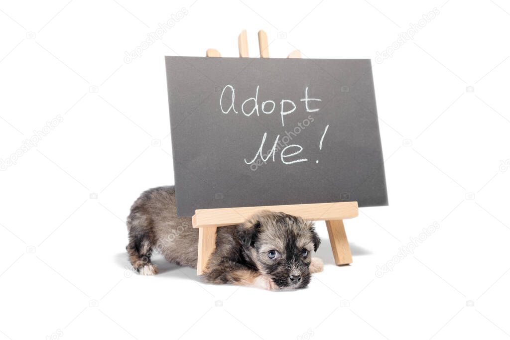 pinto puppy near a chalk board with an inscription adopt me on white background